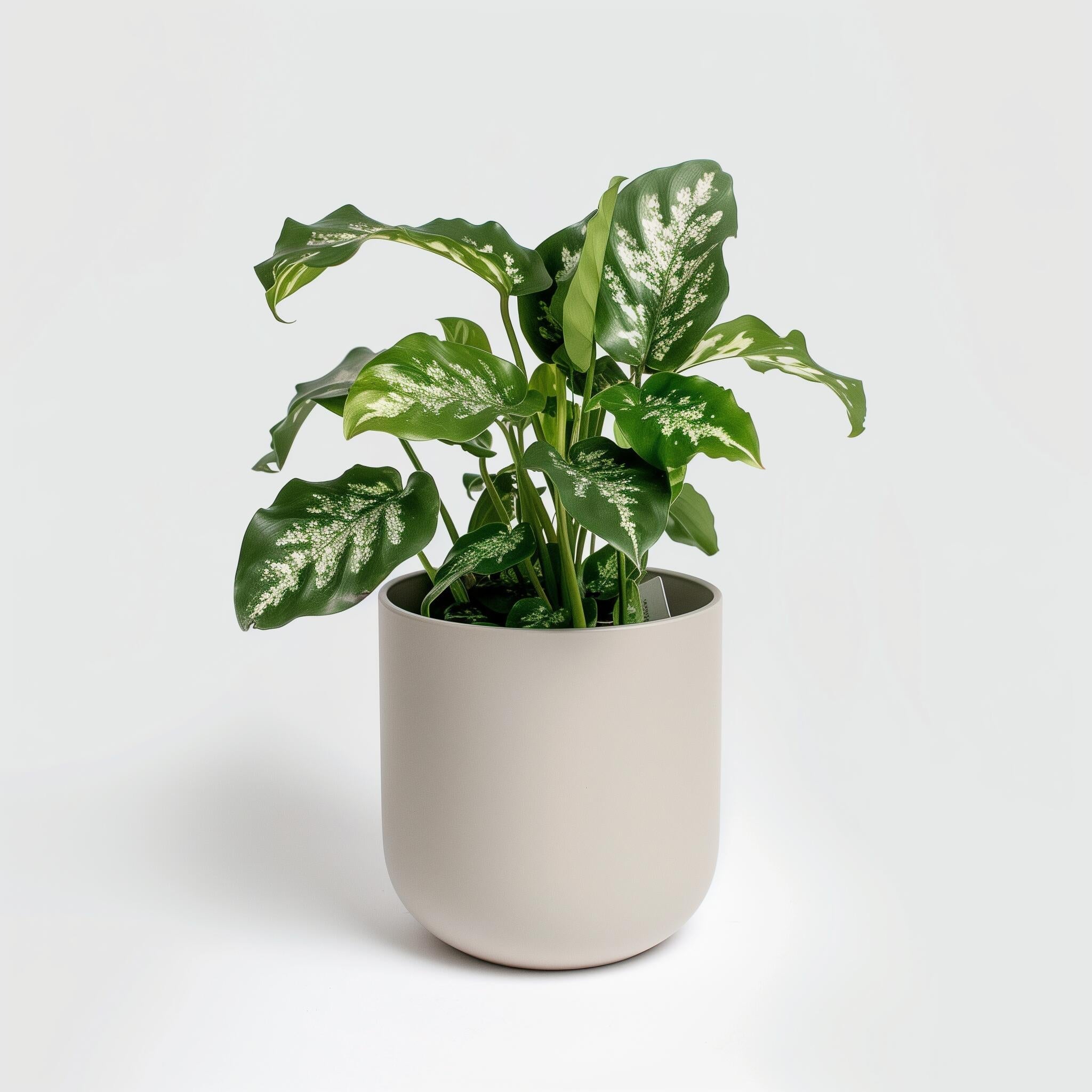 Prayer Plant (Calathea) – Lush Indoor Foliage Plant